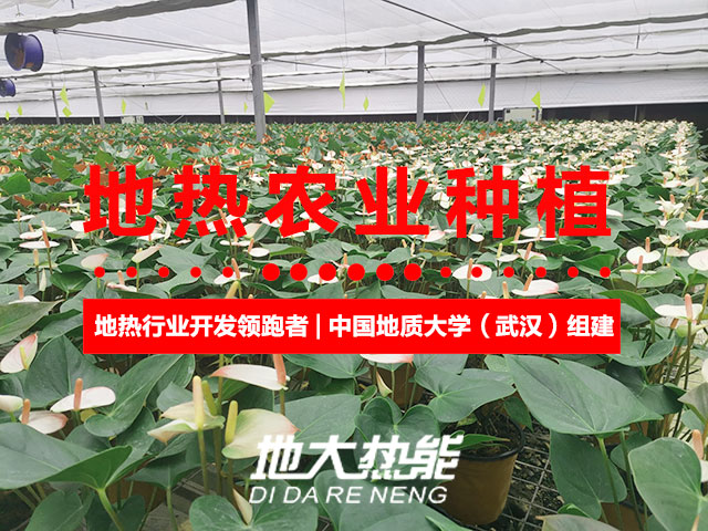 濟(jì)南：“地?zé)崮?農(nóng)業(yè)”產(chǎn)業(yè)融合，讓地?zé)崮苷嬲盁帷逼饋?地大熱能